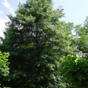  - Quercus palustris Münchh. [1770]