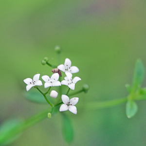  - Galium palustre L. [1753]