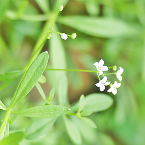  - Galium palustre L. [1753]