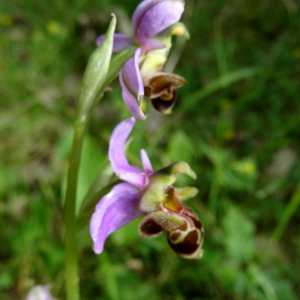Photographie n°2493564 du taxon Ophrys aegirtica P.Delforge [1996]