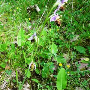 Photographie n°2493565 du taxon Ophrys holosericea (Burm.f.) Greuter [1967]