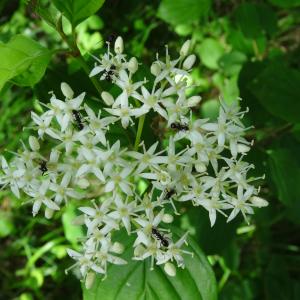 Photographie n°2493569 du taxon Cornus sanguinea L.