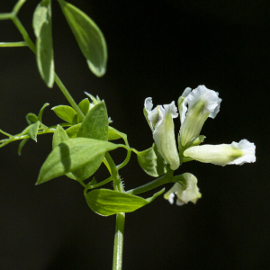  - Ceratocapnos claviculata (L.) Lidén