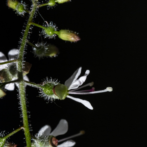 Photographie n°2493603 du taxon Circaea lutetiana L.