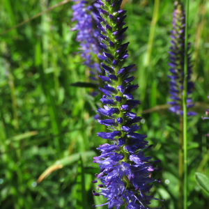 Photographie n°2493605 du taxon Veronica spicata L.