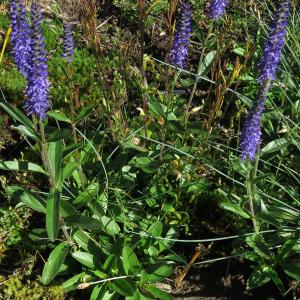 Photographie n°2493607 du taxon Veronica spicata L.