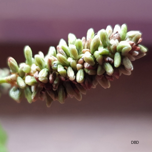 Photographie n°2493623 du taxon Persicaria lapathifolia (L.) Delarbre