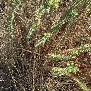 Photographie n°2493649 du taxon Euphorbia paralias L. [1753]