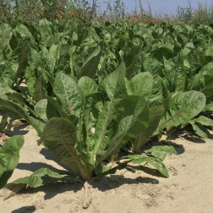 Photographie n°2493656 du taxon Cichorium intybus var. sativum Bisch.