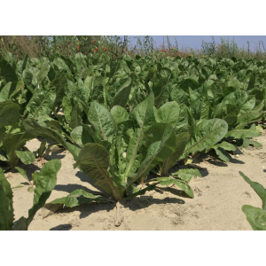 Cichorium intybus subsp. intybus var. sativum Bisch. (Chicorée à café)