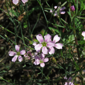 Photographie n°2493666 du taxon Petrorhagia saxifraga (L.) Link