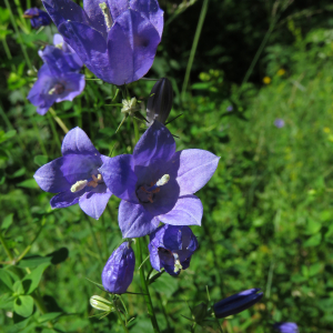 Photographie n°2493731 du taxon Campanula rhomboidalis L.