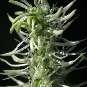 Photographie n°2493744 du taxon Phyteuma spicatum L.