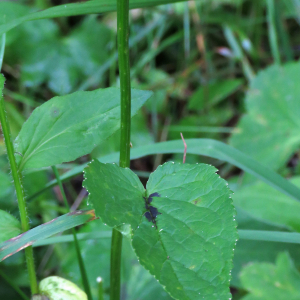Photographie n°2493746 du taxon Phyteuma spicatum L.