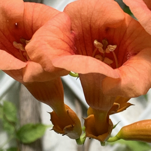 Photographie n°2493757 du taxon Campsis radicans (L.) Bureau [1864]