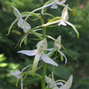 Photographie n°2493771 du taxon Platanthera bifolia (L.) Rich.