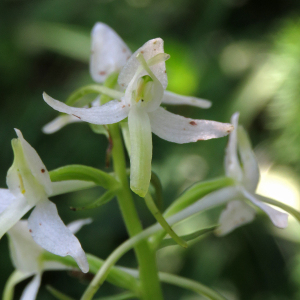 Photographie n°2493773 du taxon Platanthera bifolia (L.) Rich.