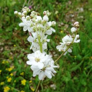 Photographie n°2493791 du taxon Filipendula vulgaris Moench [1794]