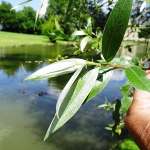 Photographie n°2493794 du taxon Salix alba L. [1753]