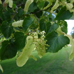 Photographie n°2493799 du taxon Tilia cordata Mill. [1768]