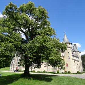 Photographie n°2493800 du taxon Tilia cordata Mill. [1768]