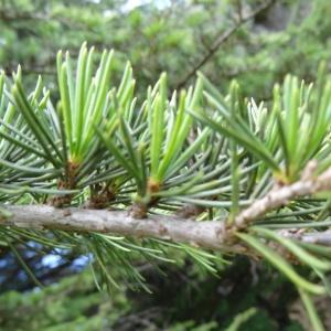 Photographie n°2493802 du taxon Cedrus atlantica (Manetti ex Endl.) Carrière [1855]