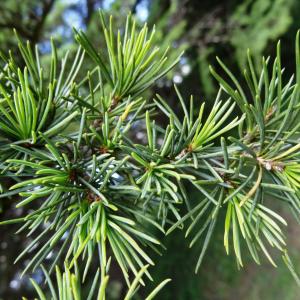 Photographie n°2493803 du taxon Cedrus atlantica (Manetti ex Endl.) Carrière [1855]