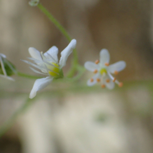 Photographie n°2493833 du taxon Saxifraga cuneifolia L.