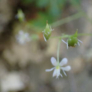 Photographie n°2493834 du taxon Saxifraga cuneifolia L.