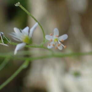 Photographie n°2493835 du taxon Saxifraga cuneifolia L.