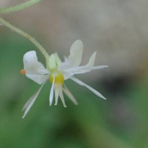 Photographie n°2493837 du taxon Saxifraga cuneifolia L.