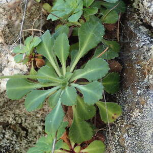 Photographie n°2493838 du taxon Saxifraga cuneifolia L.