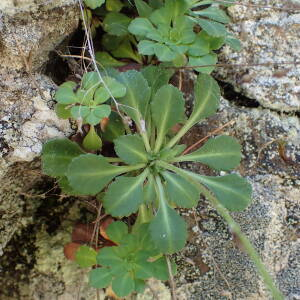Photographie n°2493839 du taxon Saxifraga cuneifolia L.