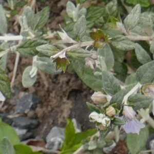 Photographie n°2493864 du taxon Teucrium fruticans L.