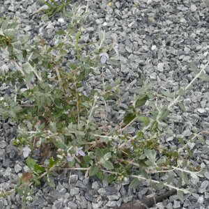 Photographie n°2493865 du taxon Teucrium fruticans L.