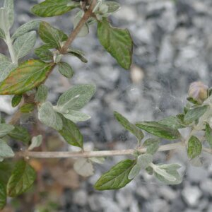 Photographie n°2493866 du taxon Teucrium fruticans L.