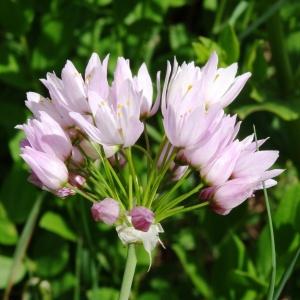 Photographie n°2493922 du taxon Allium roseum L.