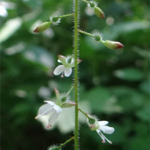 Photographie n°2493931 du taxon Circaea lutetiana L.