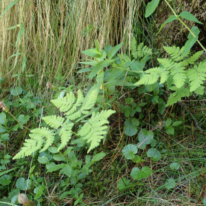 Photographie n°2493958 du taxon Gymnocarpium dryopteris (L.) Newman