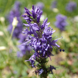 Photographie n°2493960 du taxon Veronica allionii Vill.