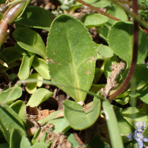 Photographie n°2493962 du taxon Veronica allionii Vill.