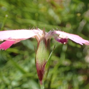 Photographie n°2493984 du taxon Dianthus pavonius Tausch