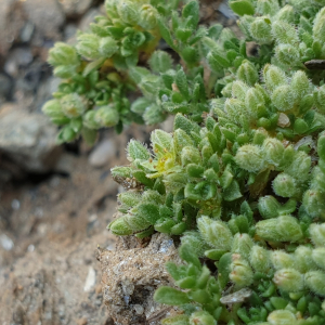 Photographie n°2494004 du taxon Herniaria alpina Chaix [1785]