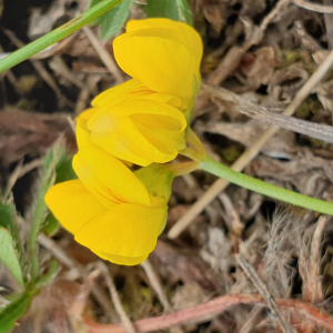 Photographie n°2494009 du taxon Coronilla minima L. [1756]