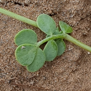 Photographie n°2494010 du taxon Coronilla minima L. [1756]