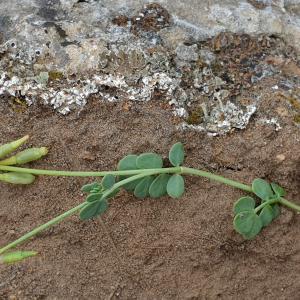 Photographie n°2494011 du taxon Coronilla minima L. [1756]