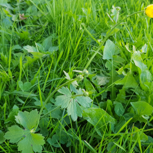 Photographie n°2494057 du taxon Ranunculus acris L.