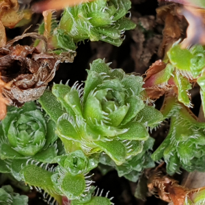 Photographie n°2494074 du taxon Saxifraga oppositifolia L. [1753]