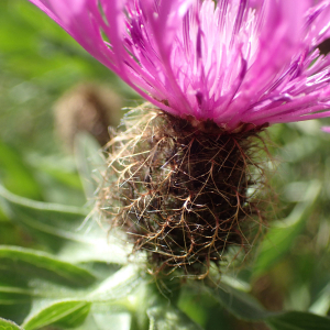 Photographie n°2494117 du taxon Centaurea uniflora Turra