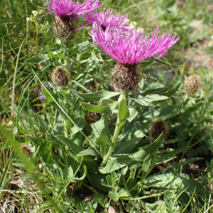 Photographie n°2494119 du taxon Centaurea uniflora Turra